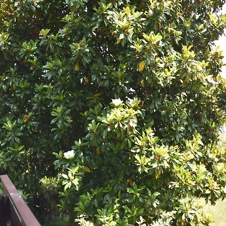 In With Maggiore Views *